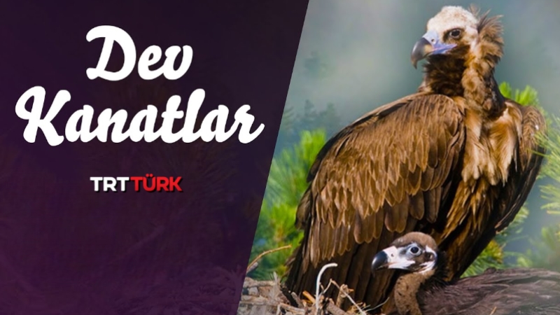 Dev Kanatlar: Kara Akbaba