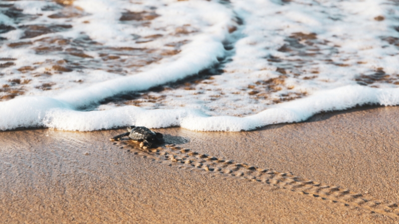 Belek'te 70 bin caretta caretta mavi sularla buluştu