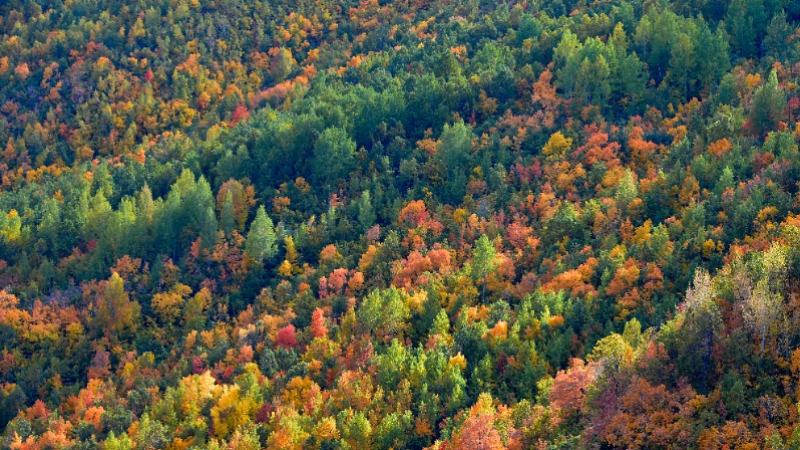 Tunceli'deki Salördek ormanları sonbahar renklerine büründü