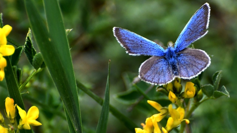 Mavi kelebekler Sarıkamış'ı mesken tuttu
