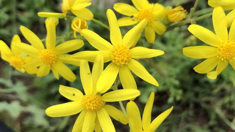 Iğdır'ın ovalarını sarı çiçekler süslüyor