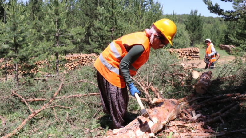 Erzincan'da cefakar kadınlar eşlerini orman işlerinde yalnız bırakmıyor