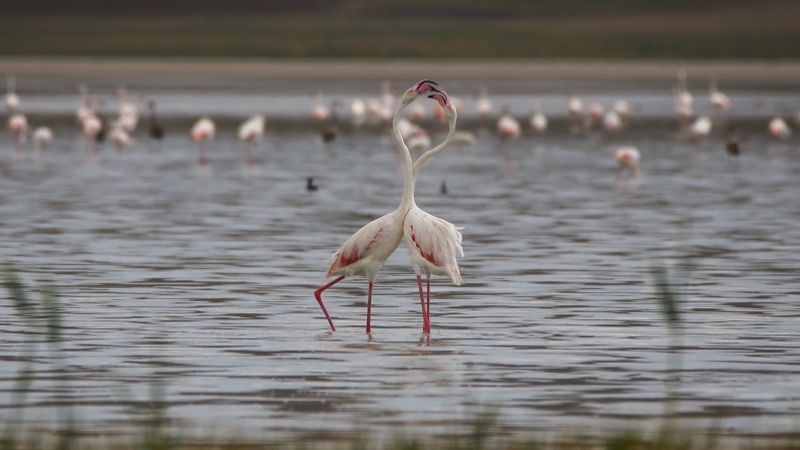 Van Gölü flamingolarla daha da güzel