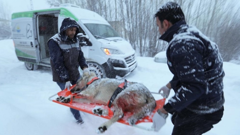 Yaralı köpek için karda 37 kilometre yol aldılar