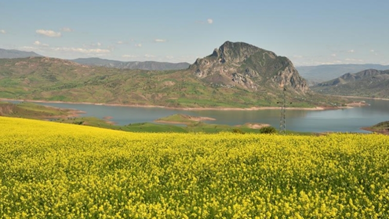 Giresun'da tarlalarda açan sarı çiçekler görsel şölen oluşturdu