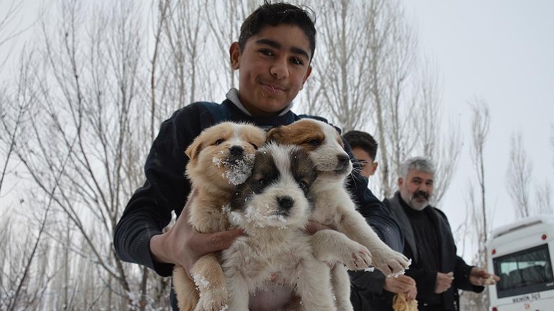 Donmak üzere olan köpek yavrularına evlerini açtılar