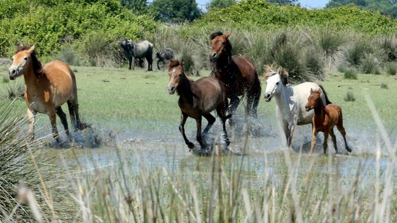 Kızılırmak Deltası'ndaki yılkı atları ziyaretçilerin ilgisini çekiyor