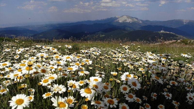 Ilgaz Dağı kışın kayakçıları, yazın serinlemek isteyen doğaseverleri ağırlıyor