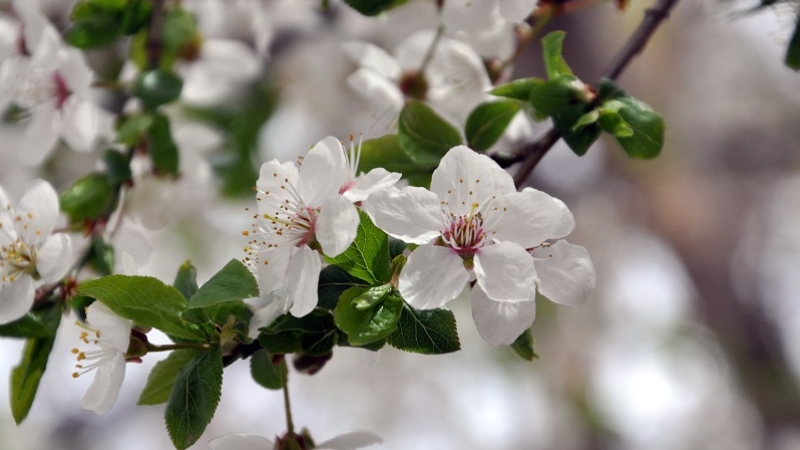 Bayburt'ta ilkbaharla birlikte doğa canlandı