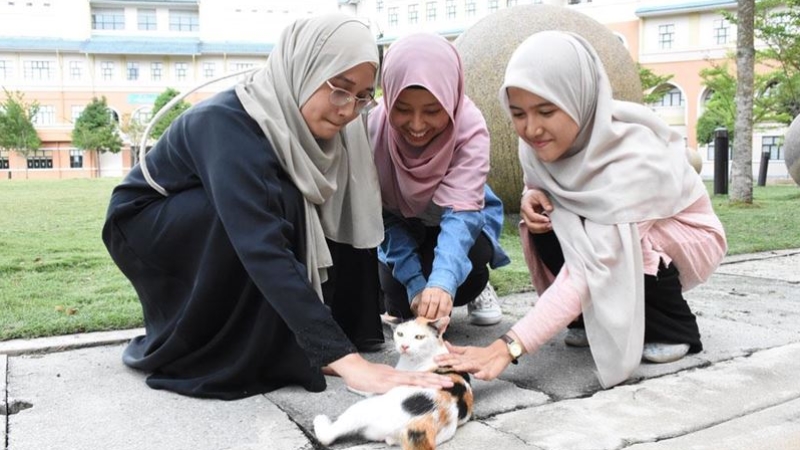 Türklerin kedi sevgisini örnek alıp kedi kulübü kurdular