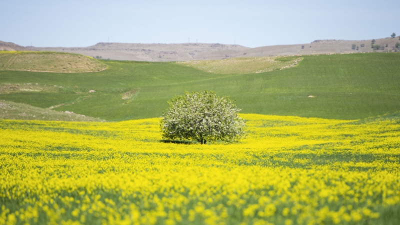 Tunceli'de yabani hardal çiçekleri tarlaları sarıya bürüdü