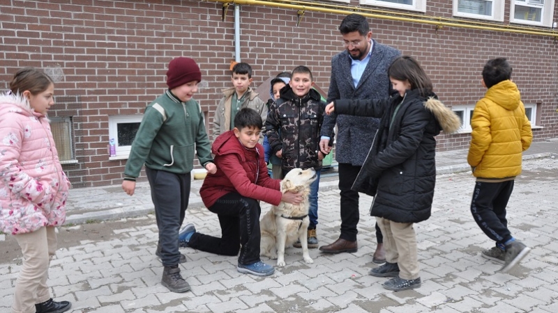 Golden cinsi köpek 'Bolt' okulun maskotu oldu