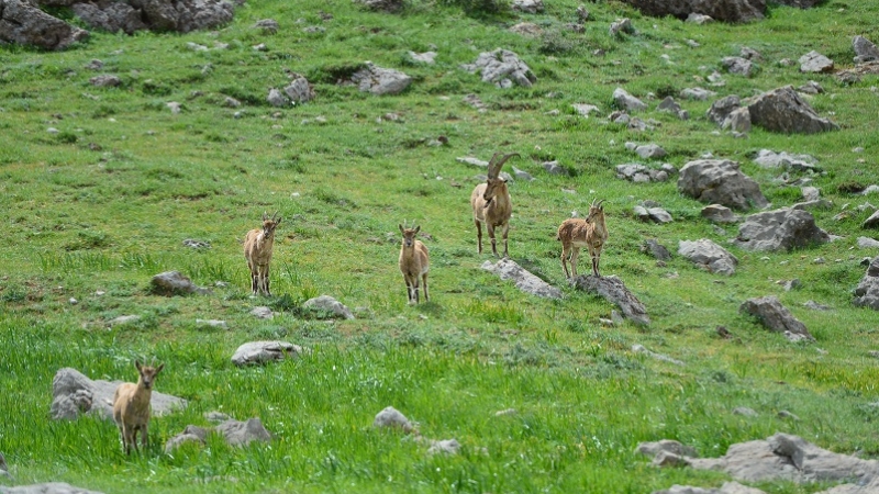Yaban hayatının Doğu Anadolu'daki evi: 