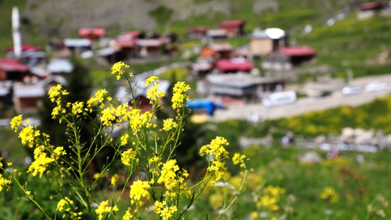 Karadeniz'in yeni gözdesi Elevit Yaylası ziyaretçilerine adeta nefes oluyor