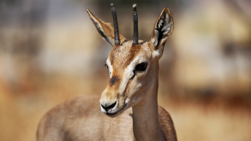 'Gazella gazella' türü dağ ceylanlarının varlığı artıyor