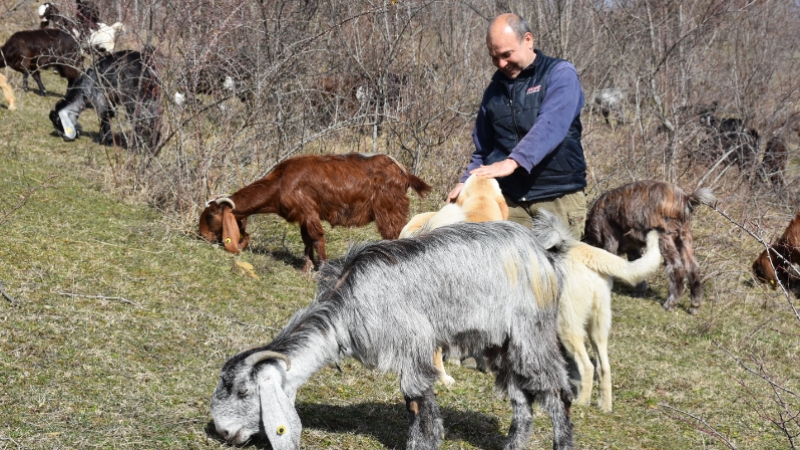 Almanya'daki kariyerini bırakıp köyüne dönen makine mühendisi keçi yetiştiricisi oldu
