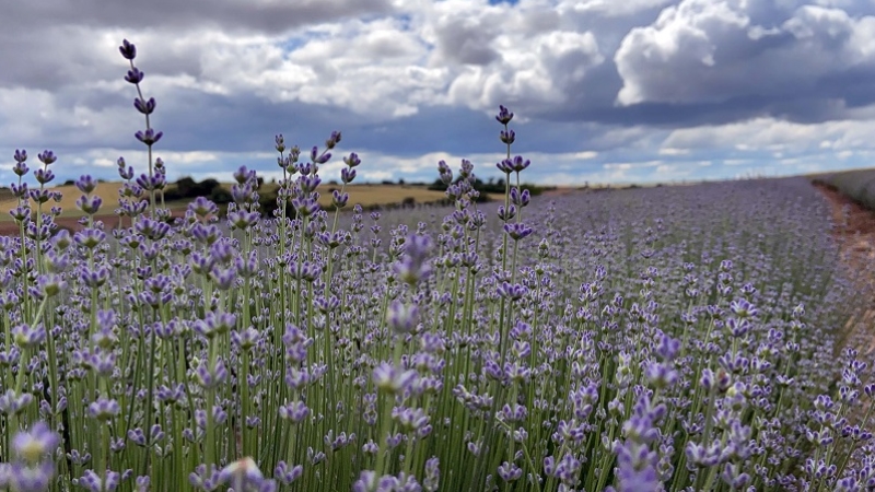 Edirne'yi mor renge boyayan lavantalar görsel şölen sunuyor