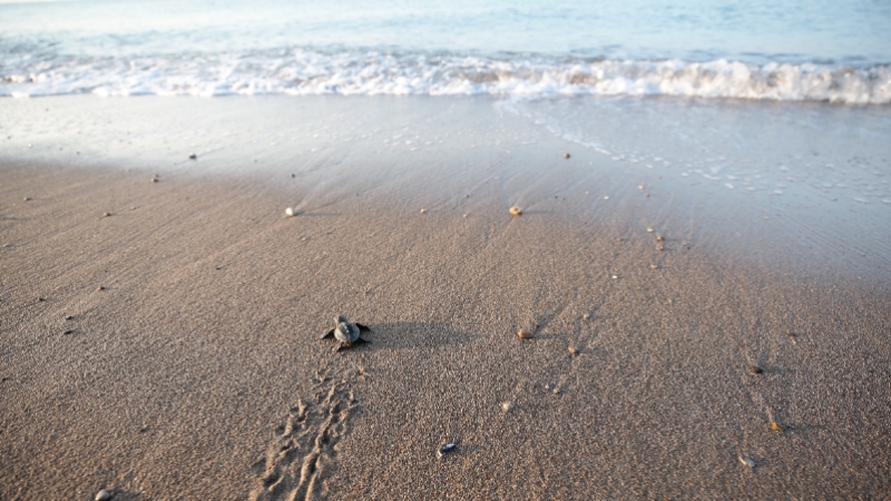 Caretta caretta yavruları zorlu 