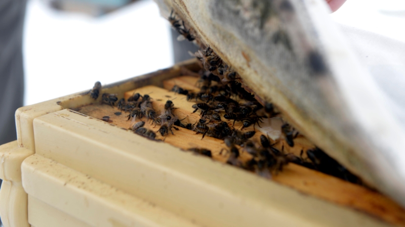 'Kara kış'ı kar altında geçiren 'Kafkas arısı' bal verimini artırıyor