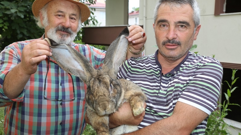 12 kiloluk tavşan ilgi odağı oldu